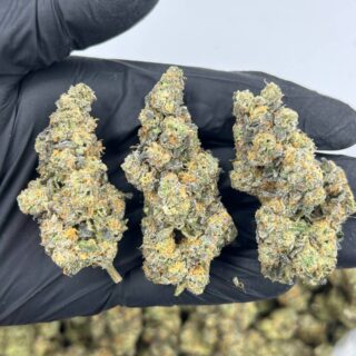 Candy Gas Gelato for sale